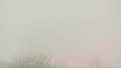 Büntacher: Linn - Die Linde von Linn (Linner Linde)