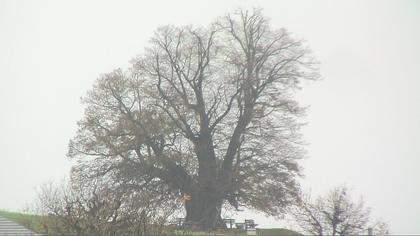 Büntacher: Linn - Die Linde von Linn (Linner Linde)