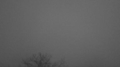 Büntacher: Linn - Die Linde von Linn (Linner Linde)