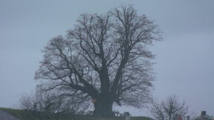 Bözberg: Büntacher: Linn - Schweiz: Die Linde von Linn (Linner Linde)