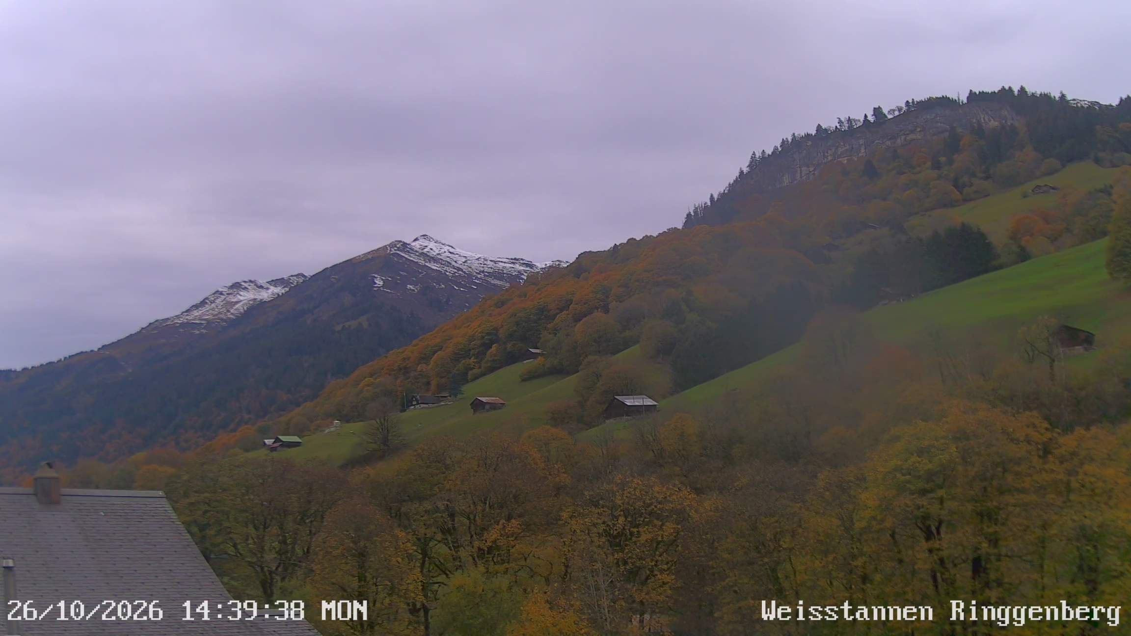Mels: Weisstannen