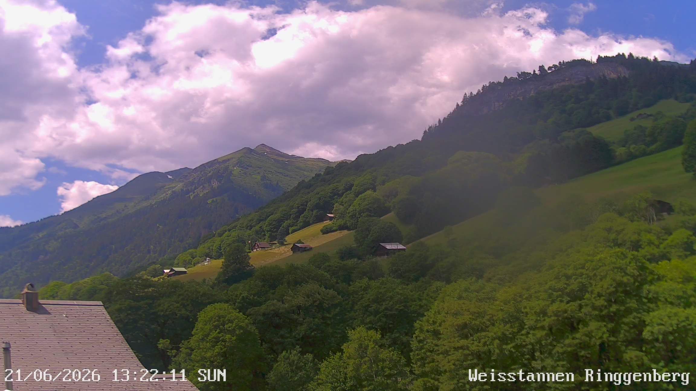 Mels: Weisstannen