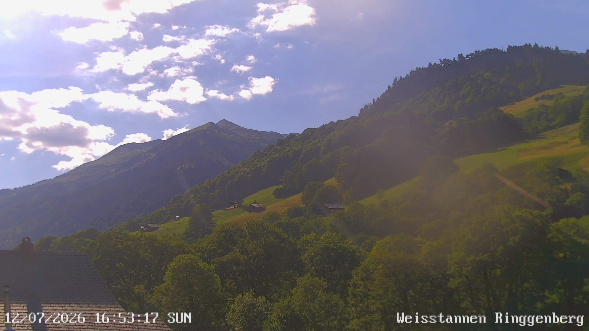 Mels: Weisstannen