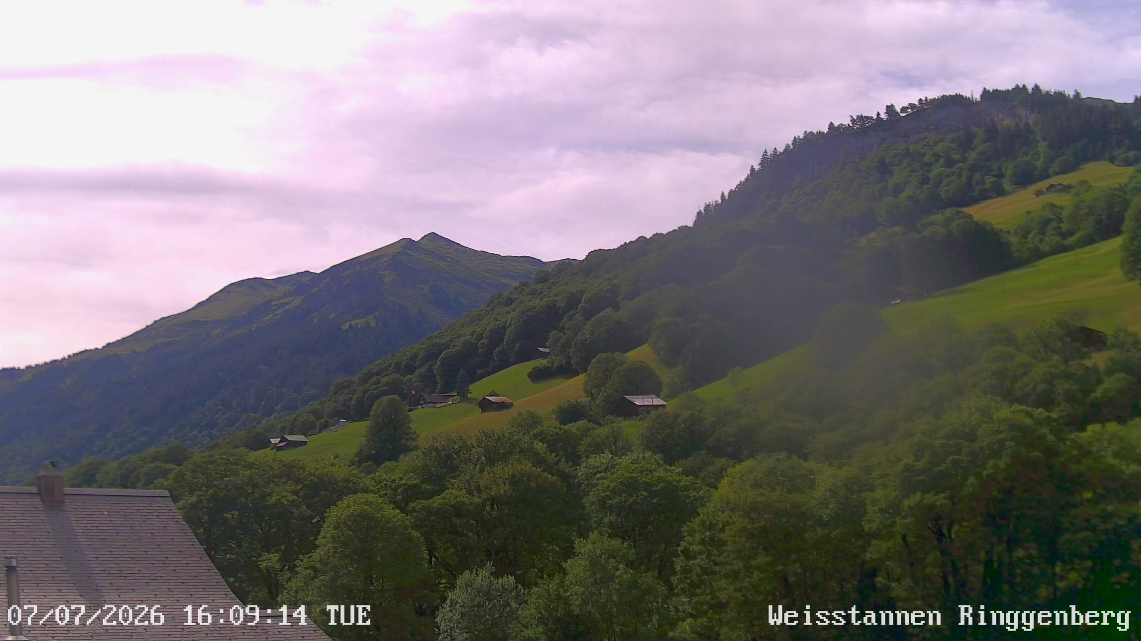 Mels: Weisstannen