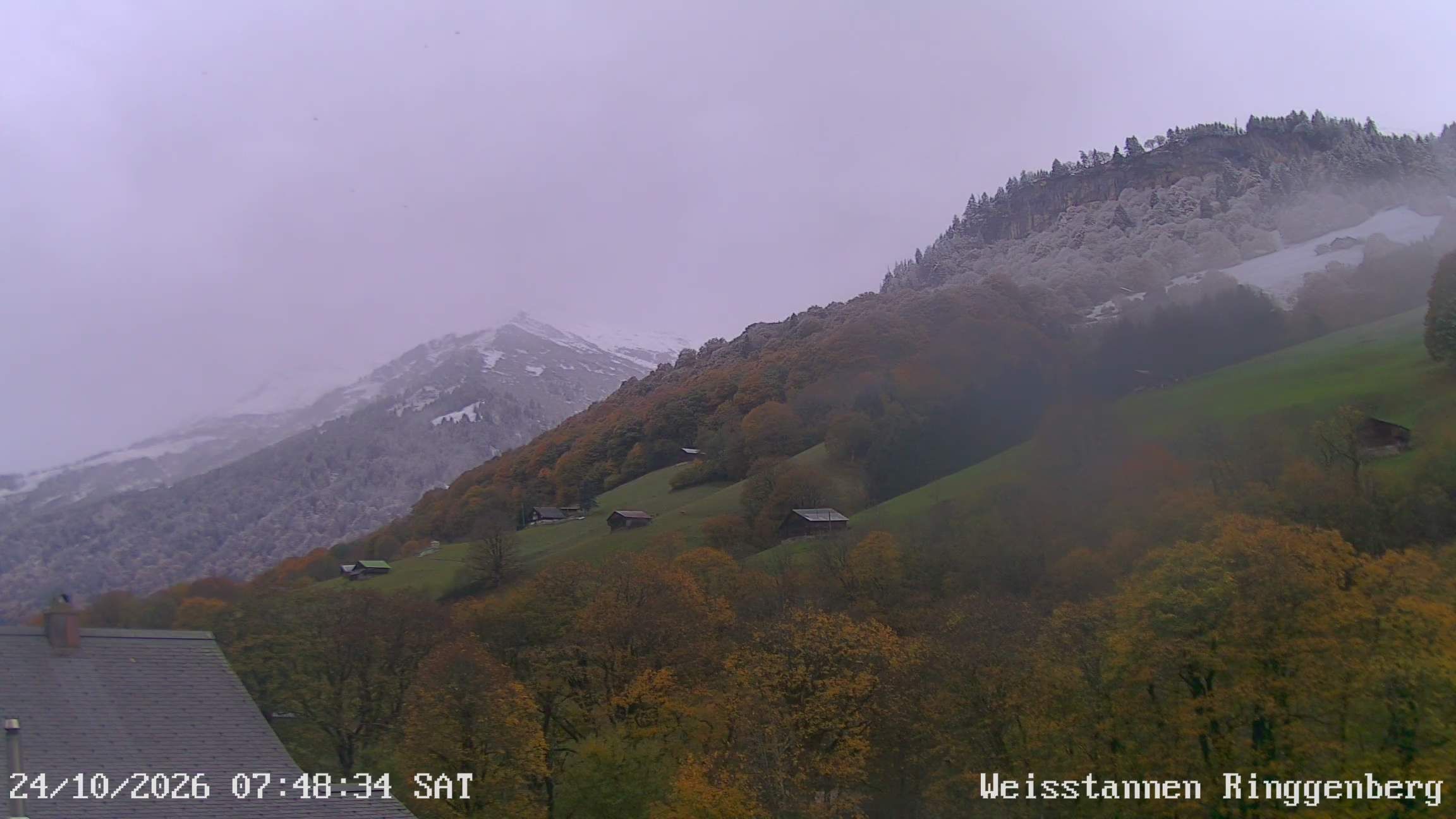 Mels: Weisstannen