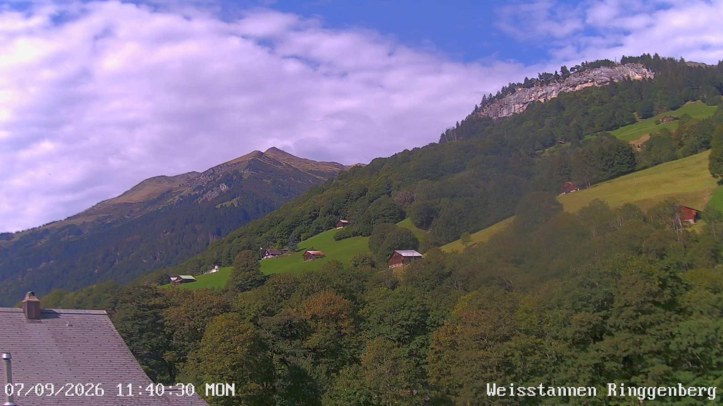 Mels: Weisstannen