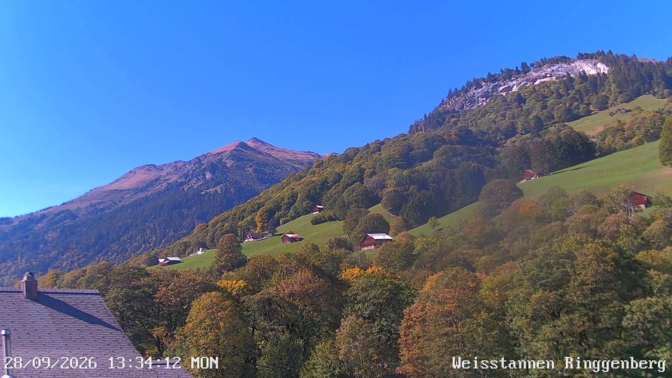 Mels: Weisstannen