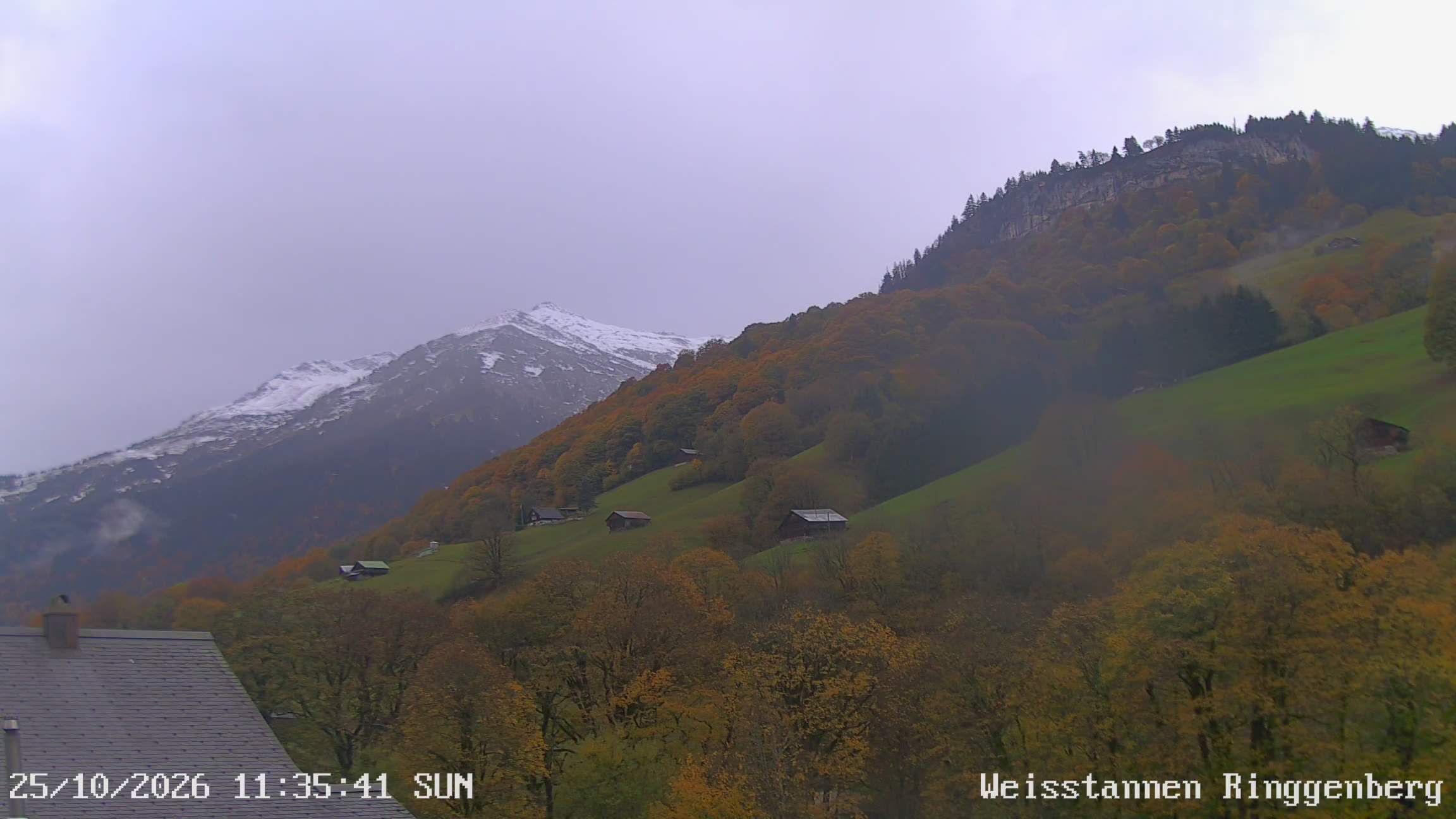 Mels: Weisstannen