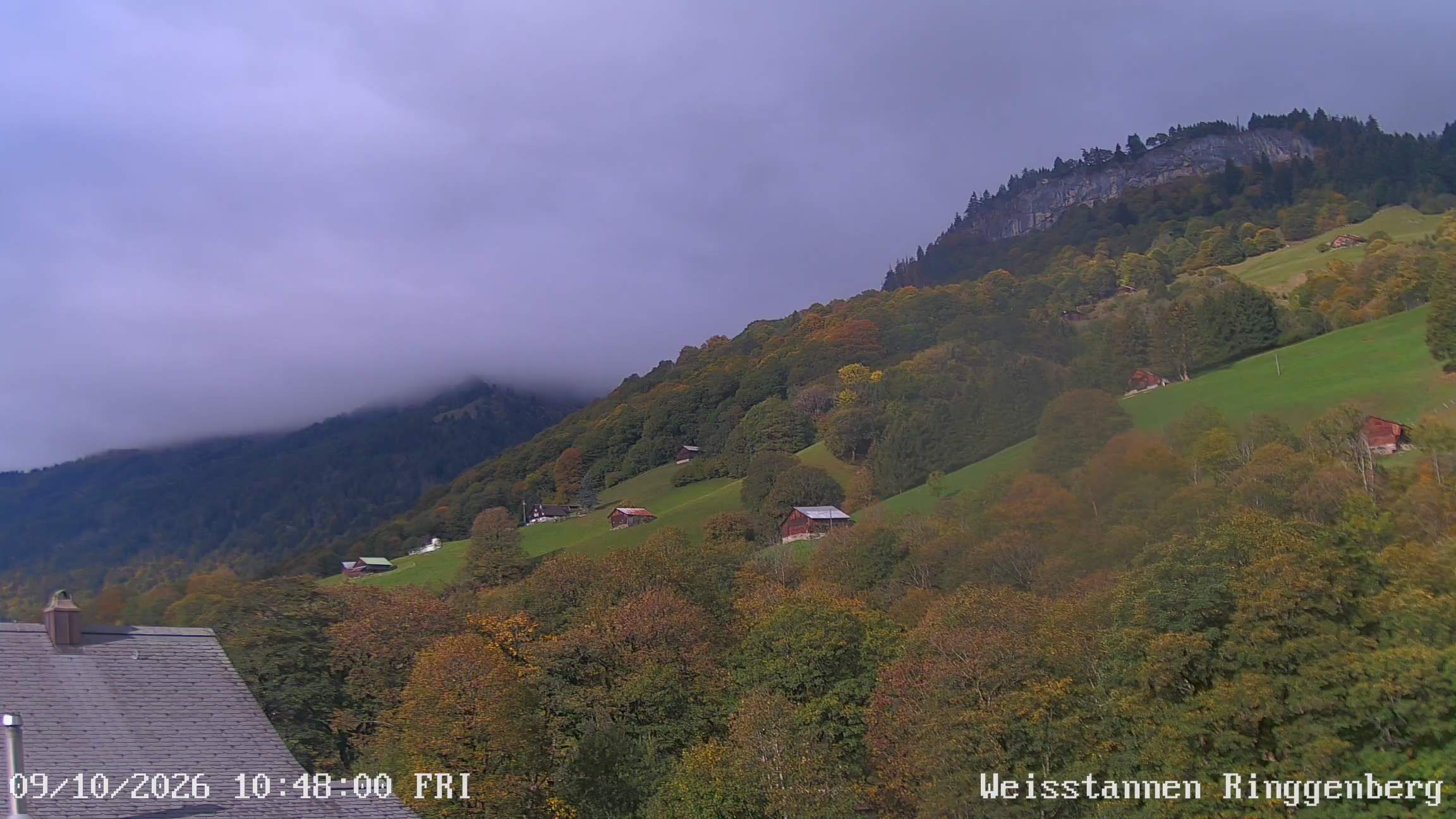 Mels: Weisstannen