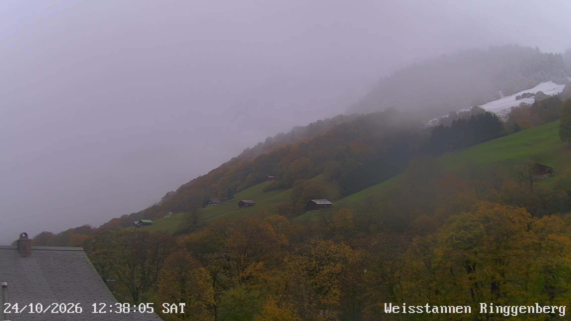 Mels: Weisstannen