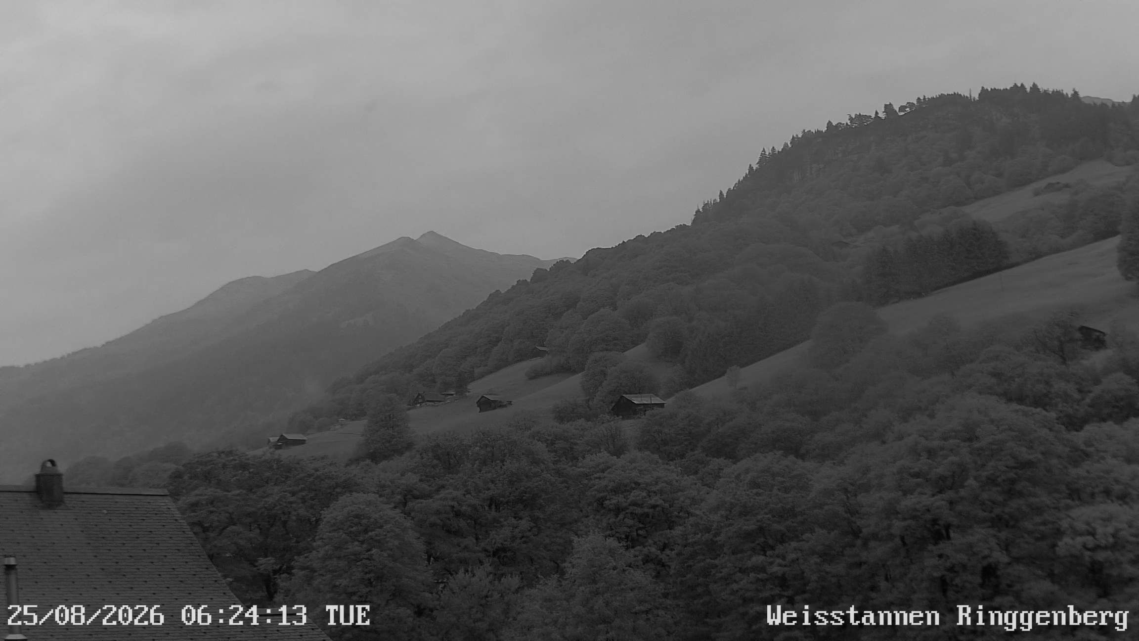 Mels: Weisstannen