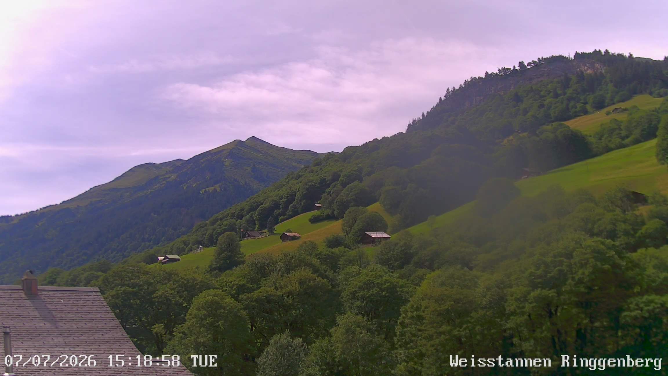 Mels: Weisstannen