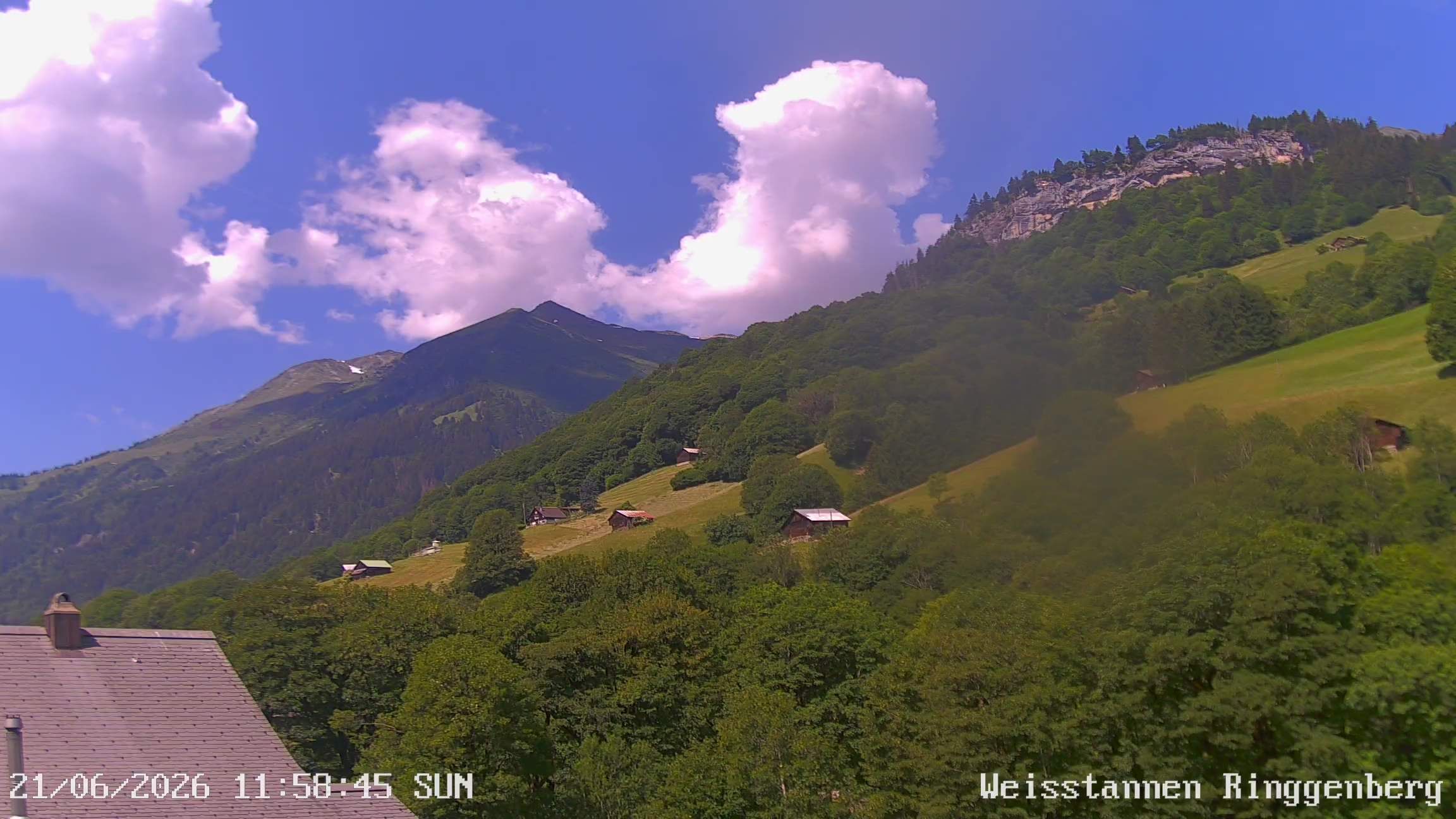 Mels: Weisstannen