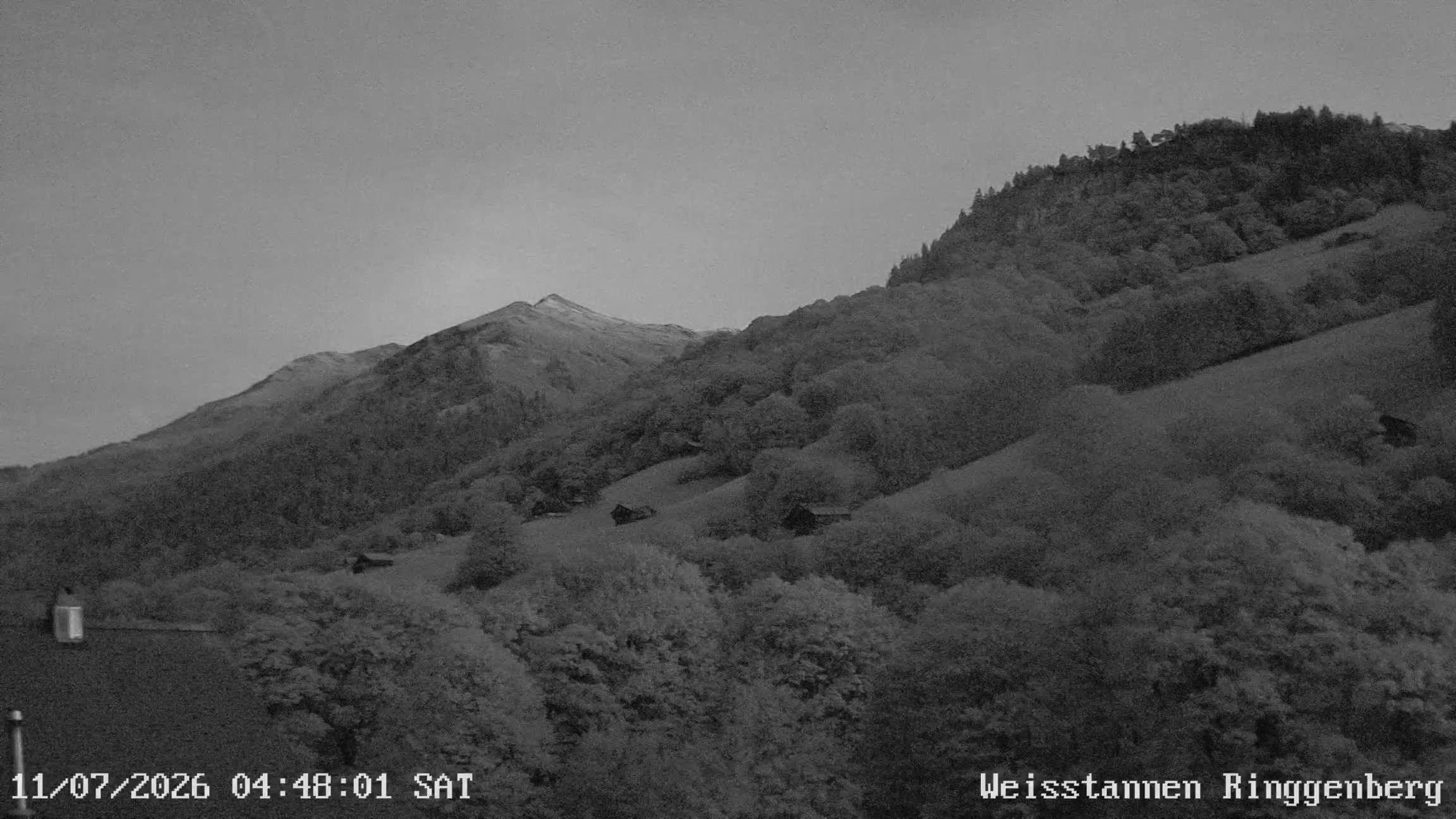 Mels: Weisstannen