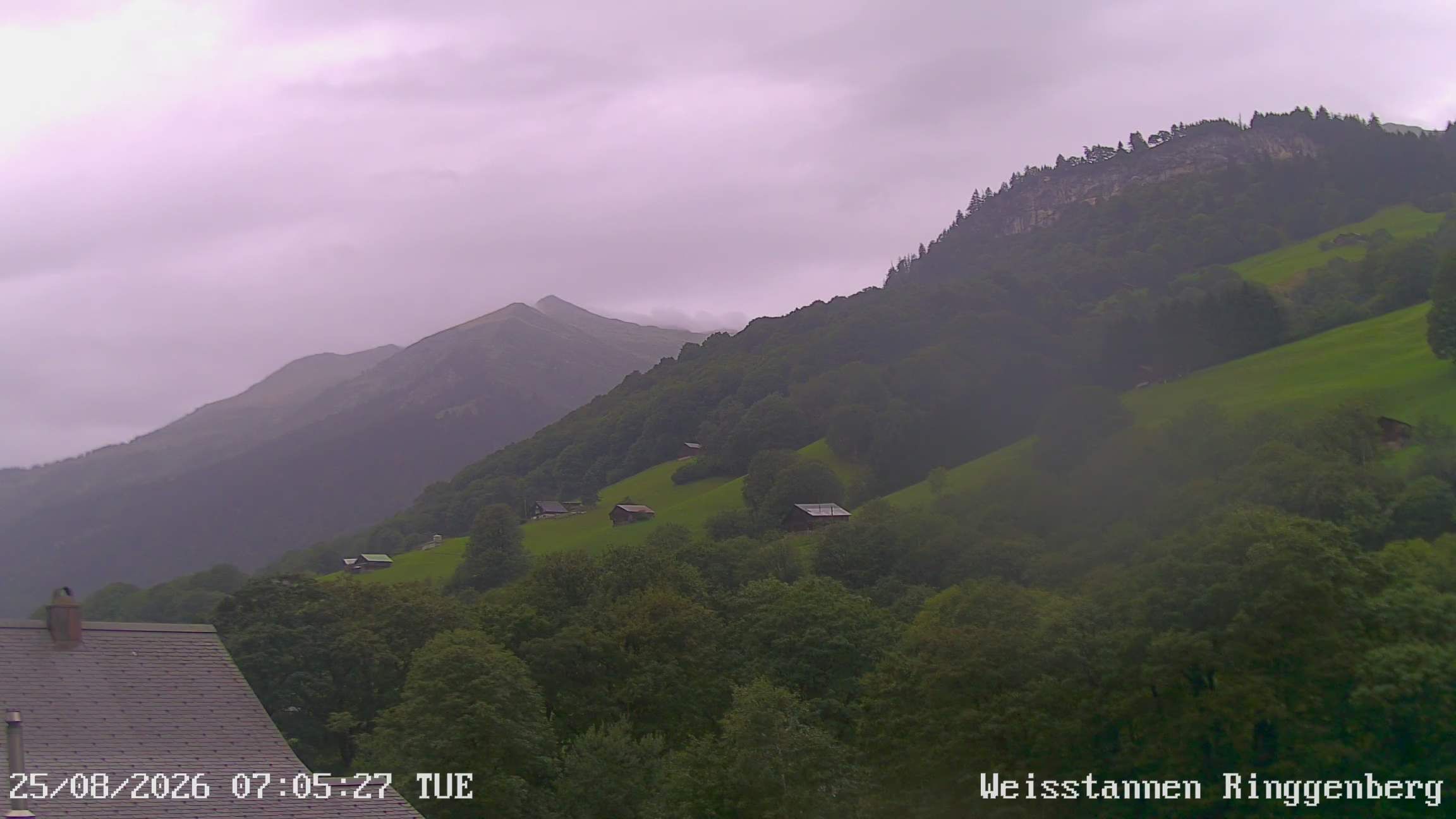 Mels: Weisstannen