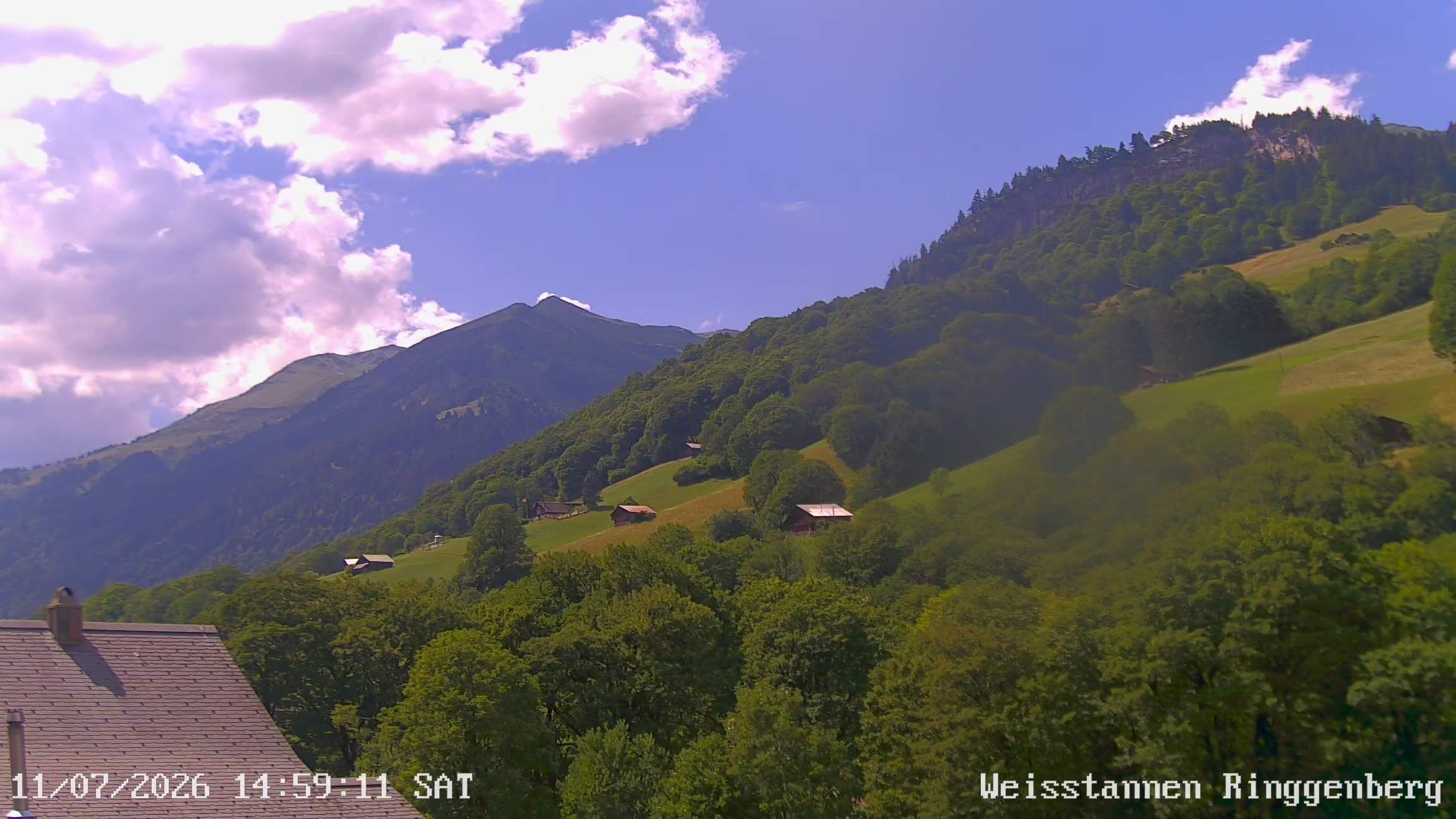 Mels: Weisstannen