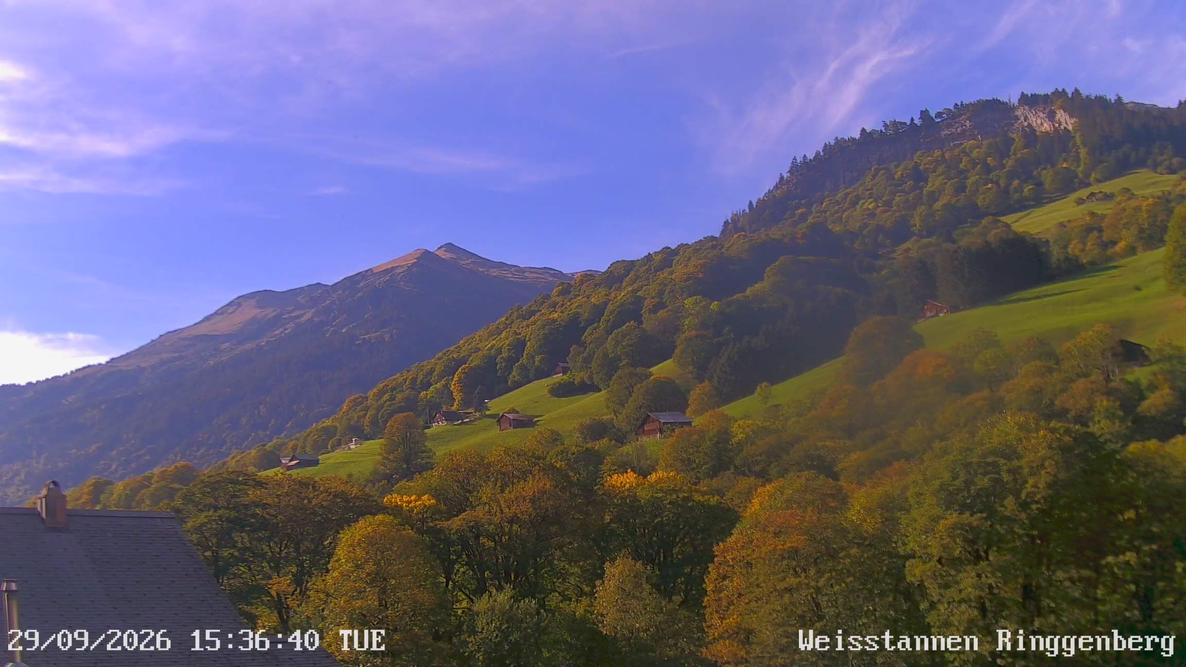 Mels: Weisstannen