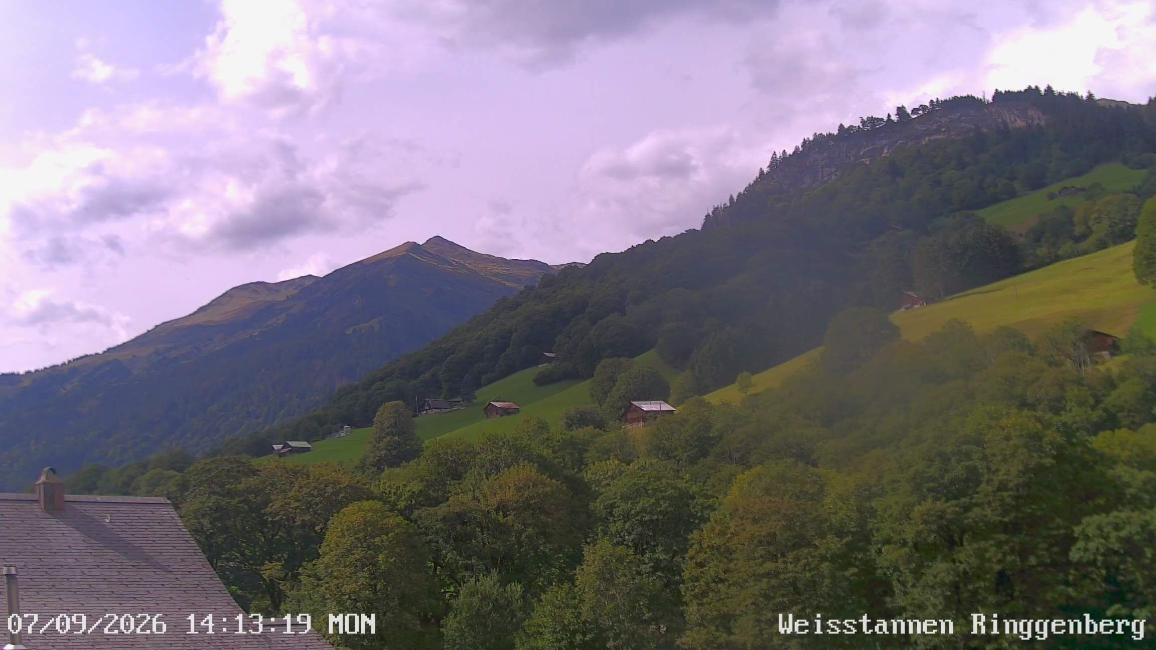 Mels: Weisstannen
