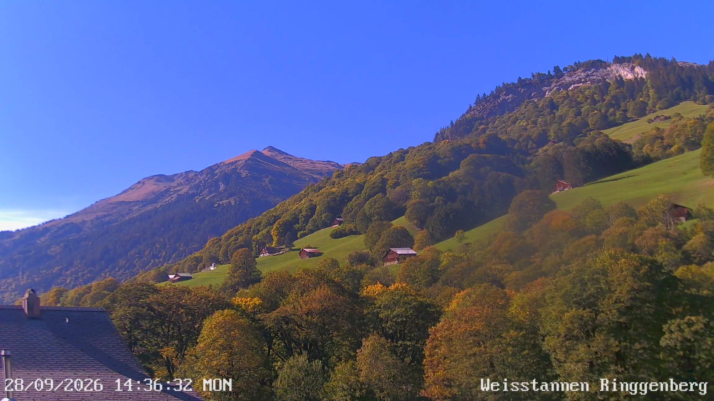 Mels: Weisstannen