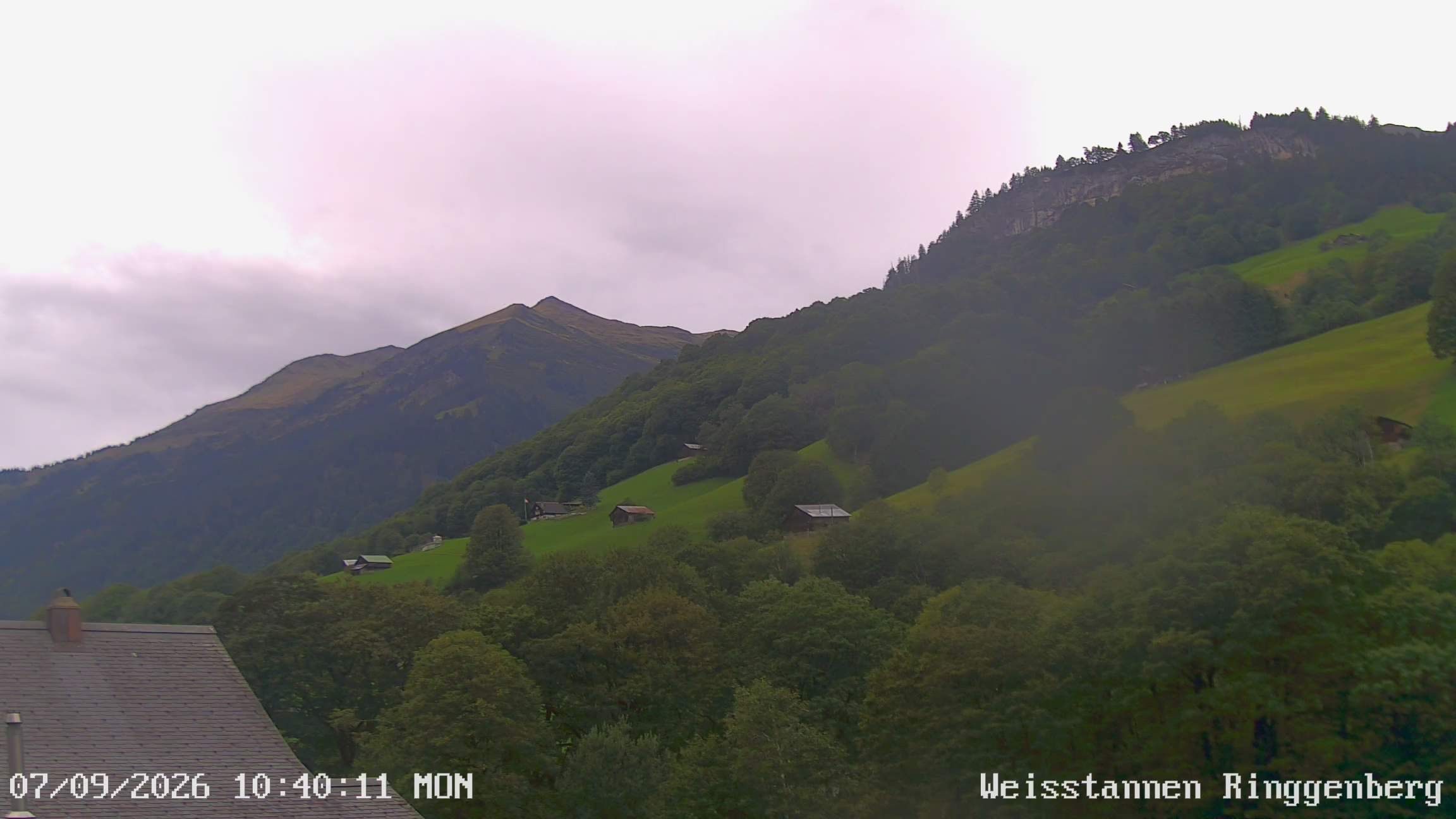 Mels: Weisstannen