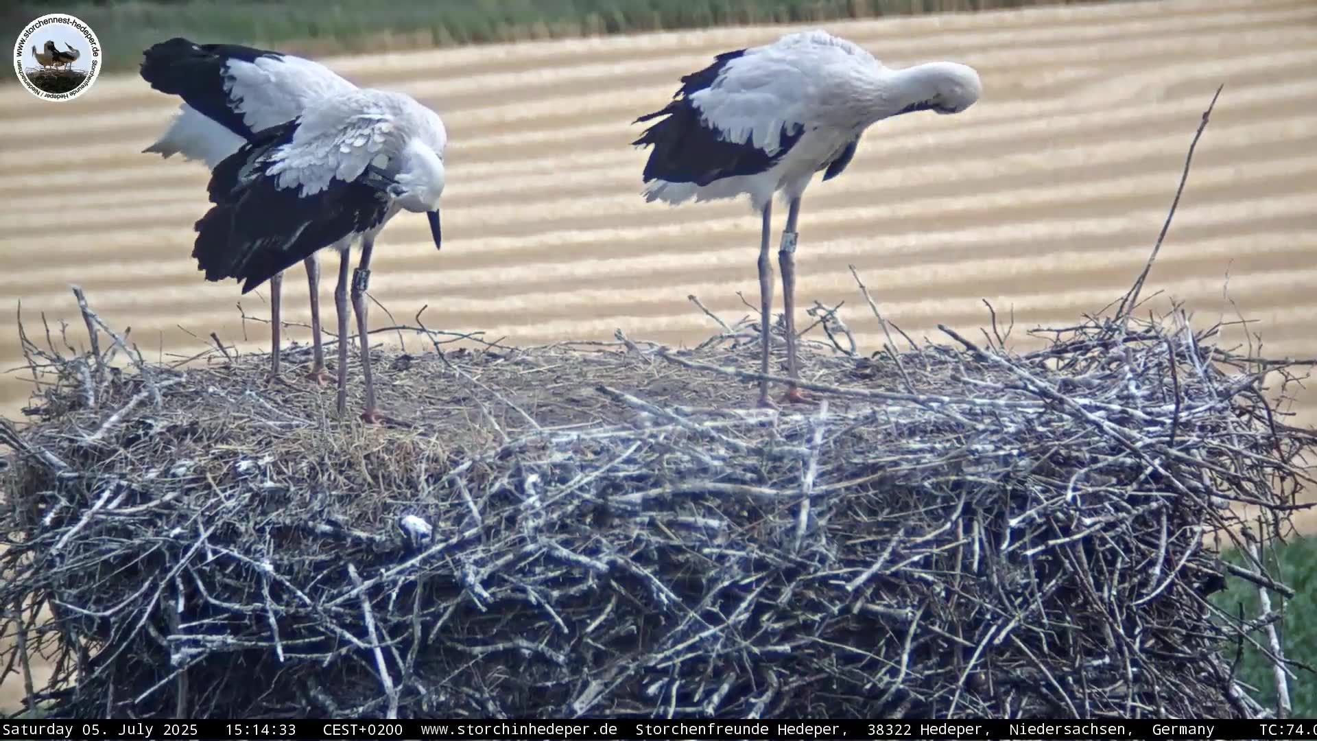 Hedeper: Storchennest