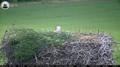 Tageslicht webcam ansicht von Hedeper: Storchennest