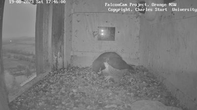 Recent Orange Webcam Image