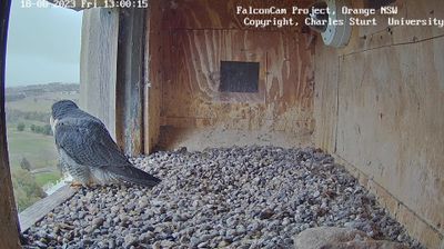 Orange Daytime Webcam Image