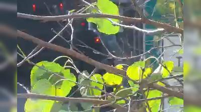 New York Traffic: I-278 Middagh St