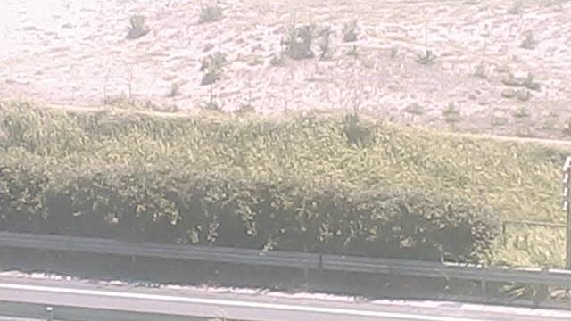 Shibuya webcam