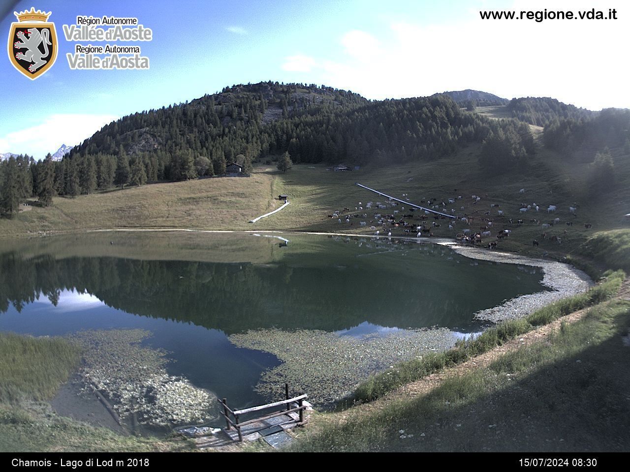 Traffic Cam Chamois