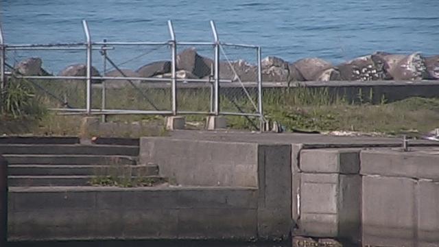 Akitas Natural Vistas: Webcam